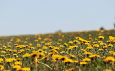 Tarassaco, pianta ricca di proprietà