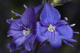 Fiore Beccabuga