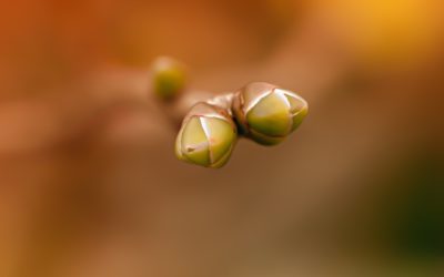 Gemmoderivati: cosa sono e come si utilizzano